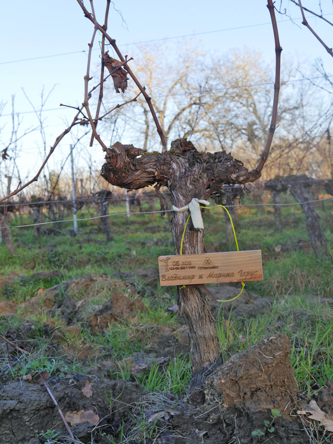 Виноградник на урожай